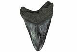 Fossil Megalodon Tooth - Robust Lower Tooth #151569-1